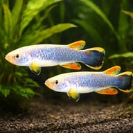 Giant/Hart's Rivulus pair in a covered planted rivulus setup — representative image - view 2