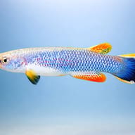 Giant/Hart's Rivulus side profile with blue body and yellow-edged tail — representative image - view 3