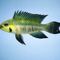 Gibbiceps Dwarf Cichlid — side profile on a plain background — representative image - view 3