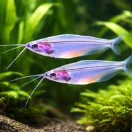 Glass catfish (Kryptopterus bicirrhis) — pair in a planted aquarium — representative image - view 2