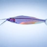 Glass catfish (Kryptopterus bicirrhis) — side profile on a plain background — representative image - view 3