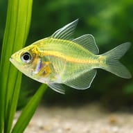 Indian Glassfish (Parambassis ranga) with plants showing scale — representative image - view 4