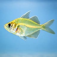 Indian Glassfish (Parambassis ranga) side profile in clean aquarium view — representative image - view 3