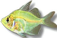 Indian Glassfish (Parambassis ranga), 2.5cm stock - view 5