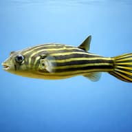 Globe fish — side profile on a plain background — representative image - view 3