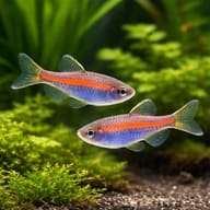 Pair reference for Glowlight Danio; live colour, markings and sex vary - view 2