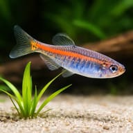 Aquarium reference highlighting orange-red Danio choprai patterning; live fish vary - view 4