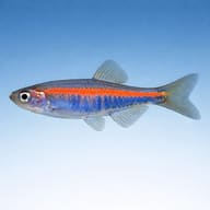 Side-view reference for Danio choprai; not a verified stock photograph - view 3