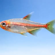 Glowlight Tetra side profile on a plain background — representative image - view 3