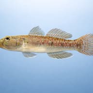Gobius viridipunctatus 4 — side profile on a plain background — representative image - view 3