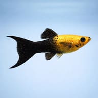 Gold Black Lyretail Molly (Poecilia sphenops) side profile for identification — representative image - view 3
