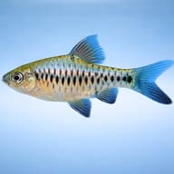 Side profile of Checkered Barb (Oliotius oligolepis) showing checkerboard scale pattern — representative image - view 4