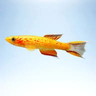 Side view of a Gold Australe Killifish (Aphyosemion australe) showing its lyre-shaped tail — representative image - view 3