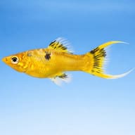 Gold Molly Lyra (Poecilia sphenops gold molly l.f.) side profile on a plain background - view 3