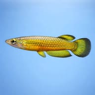 Illustrative side profile of Golden Wonder Killifish (Aplocheilus lineatus Gold) — representative image - view 3