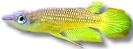 Petra supplier reference for Gold Striped Panchax (Aplocheilus lineatus Gold); stock image - view 5