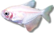 Pale Gold Widow Tetra facing left against a white background - view 5