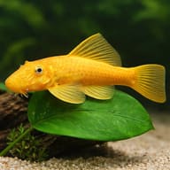 Representative Golden Bristlenose Pleco on a broad aquarium plant leaf — representative image - view 4