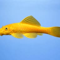 Representative side view of a Golden Bristlenose Pleco - colour and bristles vary — representative image - view 3