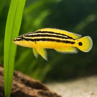 Golden Julie side profile in hard-water rockwork setup (Julidochromis ornatus) — representative image - view 4