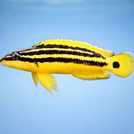 Golden Julie showing yellow Julidochromis body pattern (Julidochromis ornatus) — representative image - view 3