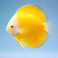 Side-view Golden Melon-type discus on a plain blue background; actual fish vary - view 3