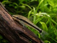 Golden Otocinclus catfish (Otocinclus sp.) grazing on driftwood — representative image - view 1
