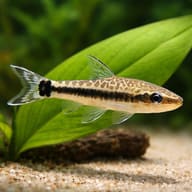 Illustrated close view of Golden Otocinclus markings beside aquarium plants (Otocinclus vittatus) — representative image - view 5