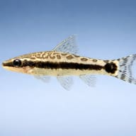 Illustrated side view of a Golden Otocinclus with a dark lateral marking (Otocinclus vittatus) — representative image - view 4