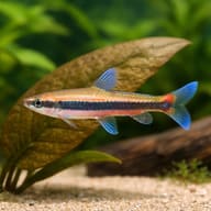 Beckfordi Pencilfish close view showing fin and scale detail — representative image - view 4