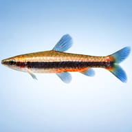 Beckfordi Pencilfish side profile on a plain background — representative image - view 3