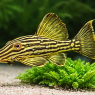 Golden Royal Pleco — close view showing fin and scale detail — representative image - view 4