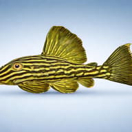 Golden Royal Pleco — side profile on a plain background — representative image - view 3