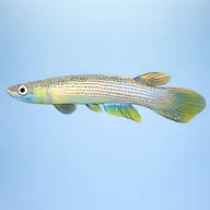 Golden-Tailed Rivulus — side profile on a plain background — representative image - view 3