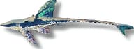 Golden Whiptail Catfish (Sturisomatichthys aureus) exact - view 5