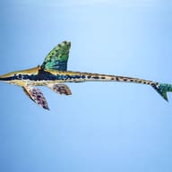Golden Whiptail Catfish (Sturisomatichthys aureus) side profile in clean aquarium view — representative image - view 3