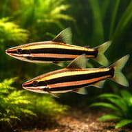 Goldstriped Headstander — pair in a planted aquarium — representative image - view 2