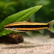 Goldstriped Headstander — close view showing fin and scale detail — representative image - view 4