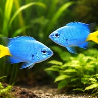Goldtail demoiselle - Marine Aquarium Livestock (Chrysiptera parasema) — Goldtail Demoiselle M — pair in a planted aquarium - view 2