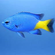 Goldtail demoiselle - Marine Aquarium Livestock (Chrysiptera parasema) — Goldtail Demoiselle M - view 3