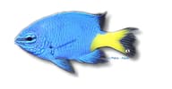Goldtail demoiselle - Marine Aquarium Livestock (Chrysiptera parasema) — Goldtail Demoiselle M - view 5