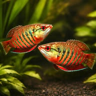 Gourami vaillants chocolate — pair in a planted aquarium — representative image - view 2