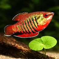 Gourami vaillants chocolate — close view showing fin and scale detail — representative image - view 4