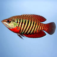 Gourami vaillants chocolate — side profile on a plain background — representative image - view 3