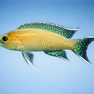 Graceful Lamprologus — side profile on a plain background — representative image - view 3