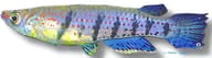 Graham's Epiplatys, Epiplatys grahami - view 5