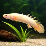 Albino Senegal Bichir beside aquarium plants - illustration; not a reliable scale reference - view 4