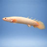 Side profile of an Albino Senegal Bichir - representative illustration - view 3