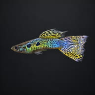 Male Green Cobra guppy on a dark background, showing the cobra snakeskin body, dark flank spots and yellow-black snakeskin - view 2