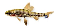 Green Dwarf Tetra, Odontocharacidium aphanes - view 5
